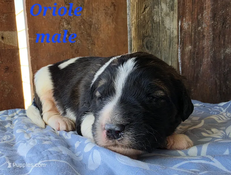 Oriole  – Saint Berdoodle puppy for sale in Kewaunee, WI