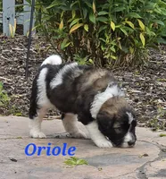 Oriole , a male Saint Berdoodle for sale in Kewaunee, WI – 4 of 8