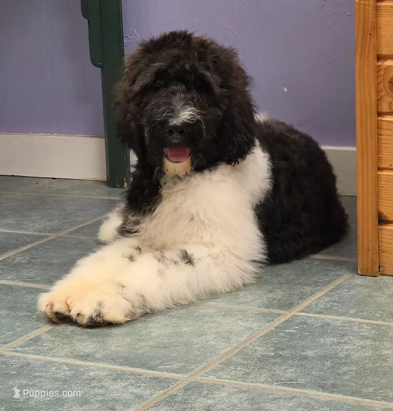 Daphne  – Goldendoodle puppy for sale in Kewaunee, WI