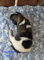 Kingfisher , a male Saint Berdoodle for sale in Kewaunee, WI – 3 of 5