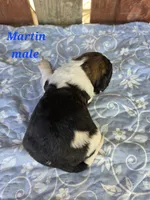 Martin, a male Saint Berdoodle for sale in Kewaunee, WI – 2 of 4
