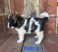 Junco, a male Saint Berdoodle for sale in Kewaunee, WI – 6 of 10