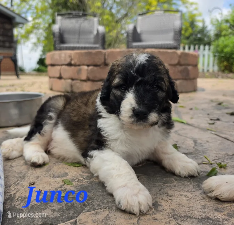 Junco – Saint Berdoodle puppy for sale in Kewaunee, WI