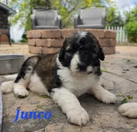 Junco, a male Saint Berdoodle for sale in Kewaunee, WI – 1 of 10