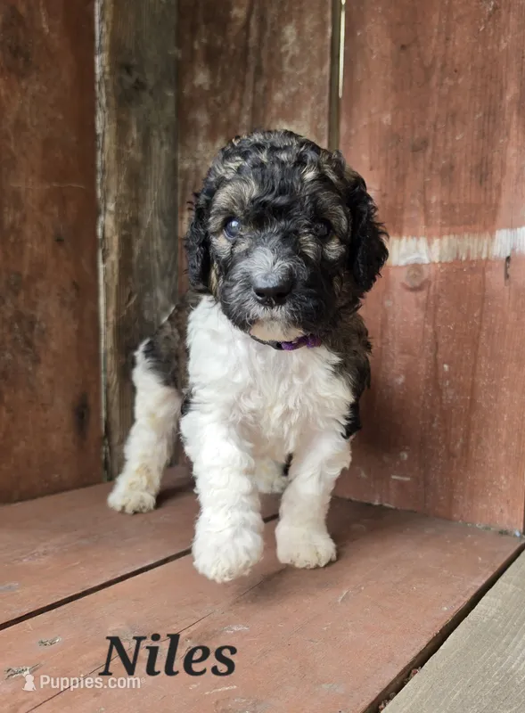 Niles – Goldendoodle puppy for sale in Kewaunee, WI