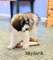 Skylark , a female Saint Berdoodle for sale in Kewaunee, WI – 4 of 9