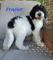 Frasier , a male Goldendoodle for sale in Kewaunee, WI – 2 of 9