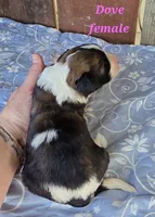 Dove, a female Saint Berdoodle for sale in Kewaunee, WI – 2 of 4
