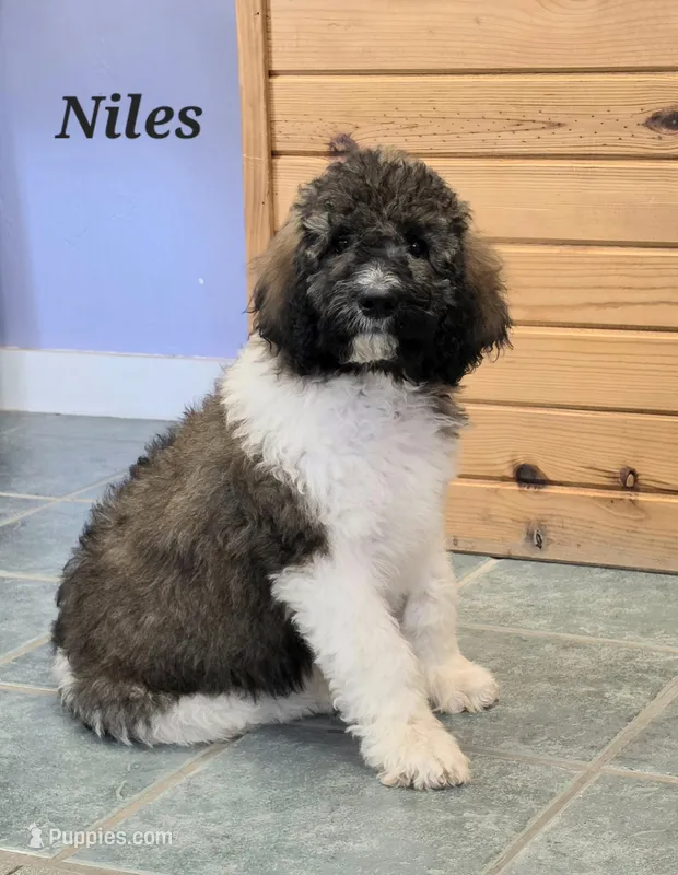 Niles – Goldendoodle puppy for sale in Kewaunee, WI