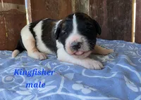 Kingfisher , a male Saint Berdoodle for sale in Kewaunee, WI – 2 of 5