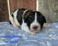 Kingfisher , a male Saint Berdoodle for sale in Kewaunee, WI – 1 of 5