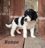 Ronee, a female Goldendoodle for sale in Kewaunee, WI – 4 of 10