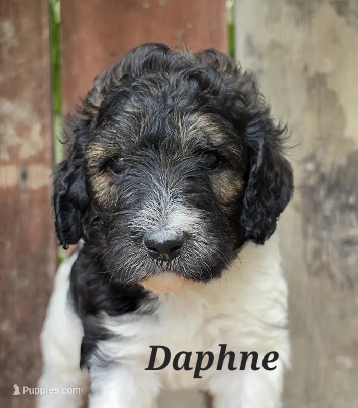 Daphne  – Goldendoodle puppy for sale in Kewaunee, WI