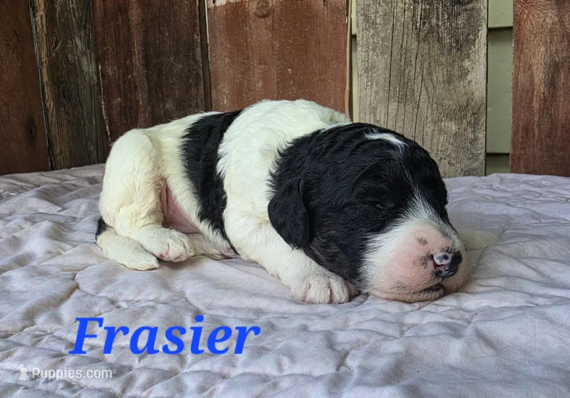 Frasier  – Goldendoodle puppy for sale in Kewaunee, WI