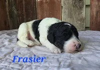 Frasier , a male Goldendoodle for sale in Kewaunee, WI – 1 of 8