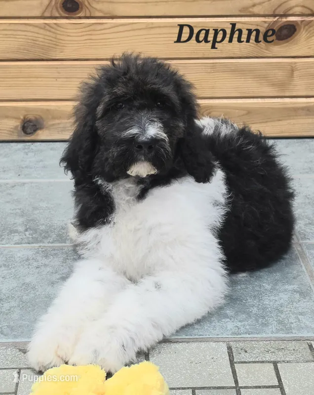 Daphne  – Goldendoodle puppy for sale in Kewaunee, WI