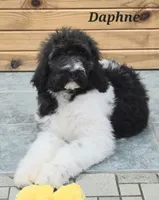 Daphne , a female Goldendoodle for sale in Kewaunee, WI – 2 of 10