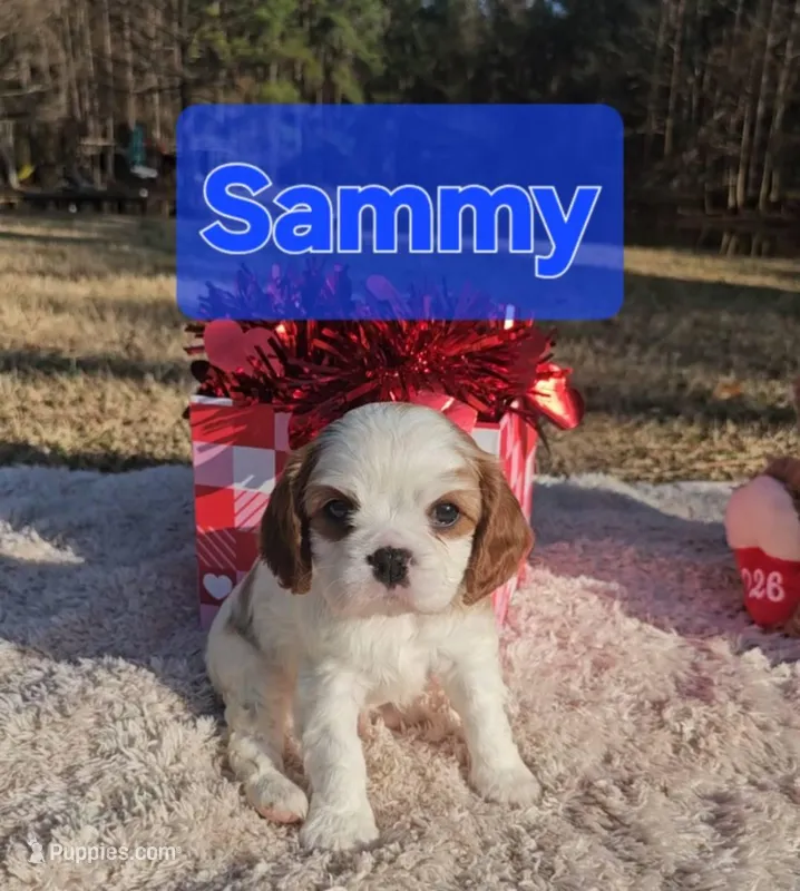 Sammy
