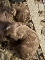 Sammy, a male Cavalier King Charles Spaniel for sale in Huntington, TX – Photo 4 of 6