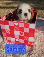 Sammy, a male Cavalier King Charles Spaniel for sale in Huntington, TX – Photo 2 of 6