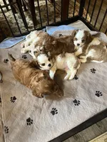 Sammy, a male Cavalier King Charles Spaniel for sale in Huntington, TX – Photo 6 of 6