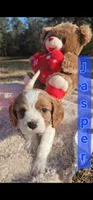Jasper, a male Cavalier King Charles Spaniel for sale in Huntington, TX – Photo 1 of 6