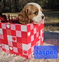 Jasper, a male Cavalier King Charles Spaniel for sale in Huntington, TX – Photo 2 of 6