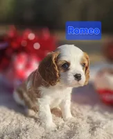 Romeo, a male Cavalier King Charles Spaniel for sale in Huntington, TX – Photo 1 of 6