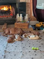 Romeo, a male Cavalier King Charles Spaniel for sale in Huntington, TX – Photo 3 of 6