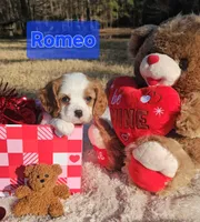 Romeo, a male Cavalier King Charles Spaniel for sale in Huntington, TX – Photo 2 of 6