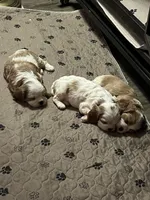 Hunk, a male Cavalier King Charles Spaniel for sale in Huntington, TX – Photo 5 of 6