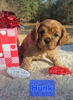 Hunk, a male Cavalier King Charles Spaniel for sale in Huntington, TX – Photo 1 of 6