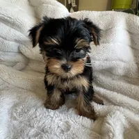 Minty - Girl Yorkie , a female Yorkshire Terrier for sale in San Leandro, CA – 3 of 9