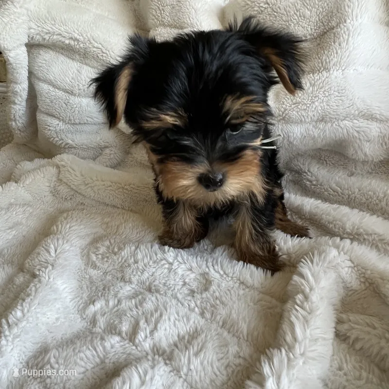 Minty - Girl Yorkie  – Yorkshire Terrier puppy for sale in San Leandro, CA