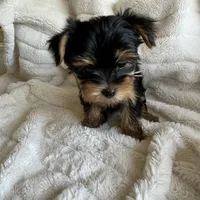 Minty - Girl Yorkie , a female Yorkshire Terrier for sale in San Leandro, CA – 1 of 9