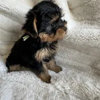 Minty - Girl Yorkie , a female Yorkshire Terrier for sale in San Leandro, CA – 5 of 9