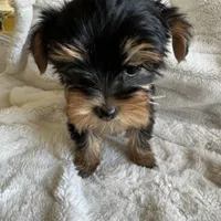 Minty - Girl Yorkie , a female Yorkshire Terrier for sale in San Leandro, CA – 4 of 9
