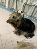 Minty - Girl Yorkie , a female Yorkshire Terrier for sale in San Leandro, CA – 9 of 9