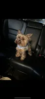 Minty - Girl Yorkie , a female Yorkshire Terrier for sale in San Leandro, CA – 8 of 9
