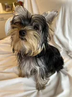Bluey, a male Yorkshire Terrier for sale in San Leandro, CA – 7 of 9