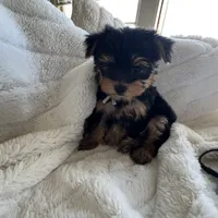 Minty - Girl Yorkie , a female Yorkshire Terrier for sale in San Leandro, CA – 2 of 9