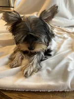 Bluey, a male Yorkshire Terrier for sale in San Leandro, CA – 6 of 9