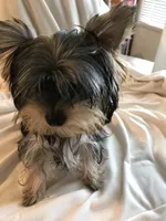 Bluey, a male Yorkshire Terrier for sale in San Leandro, CA – 4 of 9