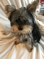 Bluey, a male Yorkshire Terrier for sale in San Leandro, CA – 3 of 9