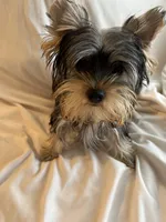 Bluey, a male Yorkshire Terrier for sale in San Leandro, CA – 5 of 9