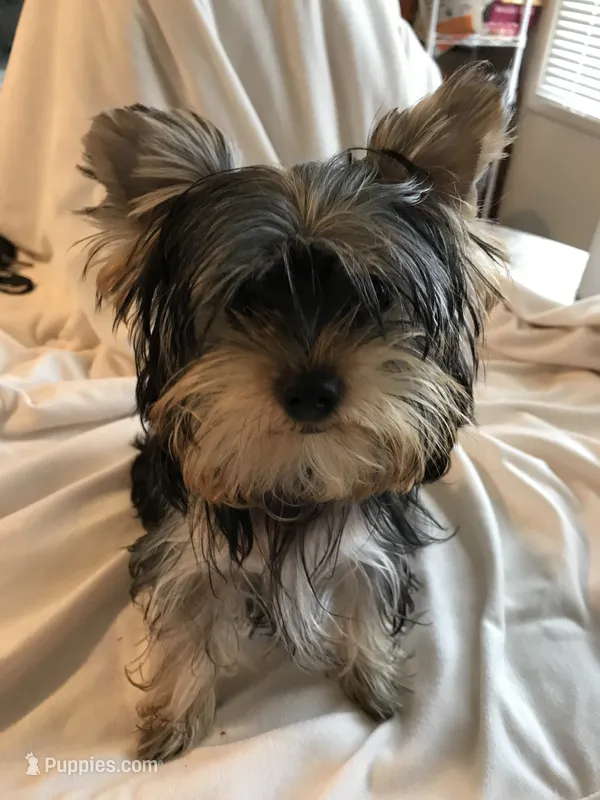 Bluey – Yorkshire Terrier puppy for sale in San Leandro, CA