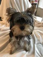 Bluey, a male Yorkshire Terrier for sale in San Leandro, CA – 1 of 9