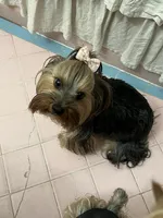 Bluey, a male Yorkshire Terrier for sale in San Leandro, CA – 8 of 9