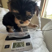 Minty - Girl Yorkie , a female Yorkshire Terrier for sale in San Leandro, CA – 7 of 9