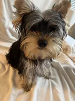 Bluey, a male Yorkshire Terrier for sale in San Leandro, CA – 2 of 9